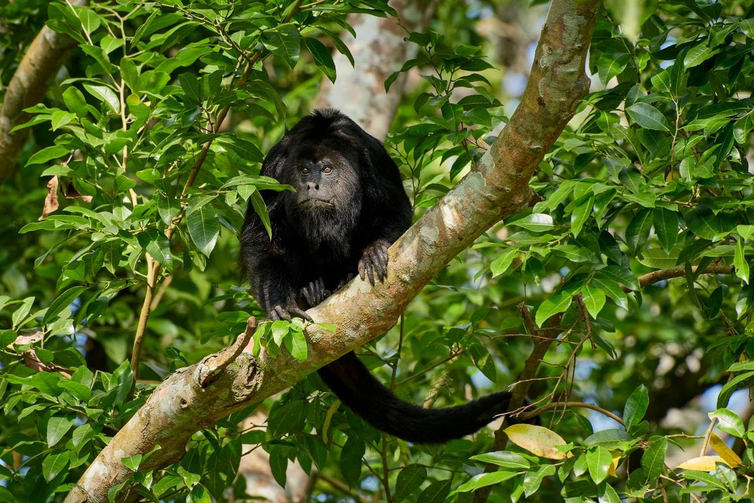 howler monkey belize